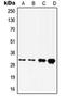Homeobox D8 antibody, orb214054, Biorbyt, Western Blot image 