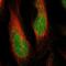 Canopy FGF Signaling Regulator 3 antibody, PA5-53443, Invitrogen Antibodies, Immunofluorescence image 