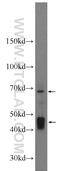 NECTIN4 antibody, 21903-1-AP, Proteintech Group, Western Blot image 