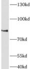 Actin Filament Associated Protein 1 Like 1 antibody, FNab00193, FineTest, Western Blot image 