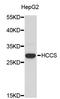 Holocytochrome C Synthase antibody, STJ23921, St John