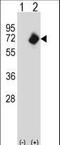 N-Myristoyltransferase 2 antibody, LS-C162920, Lifespan Biosciences, Western Blot image 