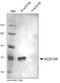Endoglin antibody, DP3518P, Origene, Western Blot image 