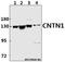 Contactin 1 antibody, A04538, Boster Biological Technology, Western Blot image 