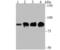 Gelsolin antibody, NBP2-75503, Novus Biologicals, Western Blot image 