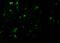 Interleukin 27 Receptor Subunit Alpha antibody, 40201, QED Bioscience, Immunofluorescence image 