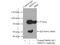 AT-Rich Interaction Domain 3A antibody, 14068-1-AP, Proteintech Group, Immunoprecipitation image 