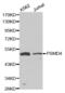 Proteasome 26S Subunit, Non-ATPase 4 antibody, abx000984, Abbexa, Western Blot image 