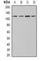 Integrator Complex Subunit 4 antibody, abx141844, Abbexa, Western Blot image 