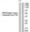 Protein C, Inactivator Of Coagulation Factors Va And VIIIa antibody, TA311768, Origene, Western Blot image 