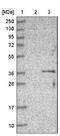 Coenzyme Q3, Methyltransferase antibody, NBP1-88725, Novus Biologicals, Western Blot image 