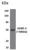 Insulin Like Growth Factor Binding Protein 3 antibody, NBP1-22452, Novus Biologicals, Western Blot image 