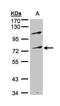 Myeloid Zinc Finger 1 antibody, PA5-28319, Invitrogen Antibodies, Western Blot image 