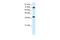 Transcription Elongation Factor A1 antibody, A08133, Boster Biological Technology, Western Blot image 