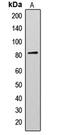 A-Kinase Anchoring Protein 17A antibody, MBS820644, MyBioSource, Western Blot image 