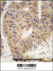 Small Ubiquitin Like Modifier 4 antibody, 56-567, ProSci, Immunohistochemistry paraffin image 