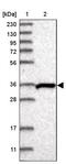 SH3 And SYLF Domain Containing 1 antibody, PA5-56593, Invitrogen Antibodies, Western Blot image 