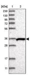 SH3 And SYLF Domain Containing 1 antibody, PA5-56593, Invitrogen Antibodies, Western Blot image 