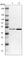 Flap Structure-Specific Endonuclease 1 antibody, HPA006748, Atlas Antibodies, Western Blot image 