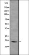 H3 Histone Family Member 3B antibody, orb336900, Biorbyt, Western Blot image 