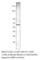 CGAS antibody, CGAS-112AP, FabGennix, Western Blot image 