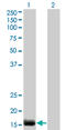 Endothelin-2 antibody, LS-C197104, Lifespan Biosciences, Western Blot image 