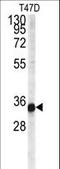 Cardiolipin Synthase 1 antibody, LS-C167049, Lifespan Biosciences, Western Blot image 