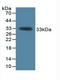 KH RNA Binding Domain Containing, Signal Transduction Associated 1 antibody, LS-C728562, Lifespan Biosciences, Western Blot image 