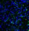 Lymphocyte Activating 3 antibody, RF16088, ProSci, Immunofluorescence image 