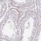 Transmembrane protein 119 antibody, PA5-62505, Invitrogen Antibodies, Immunohistochemistry paraffin image 