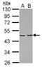 Proliferation-Associated 2G4 antibody, NBP2-16256, Novus Biologicals, Western Blot image 