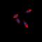 Apoptosis And Caspase Activation Inhibitor antibody, orb382545, Biorbyt, Immunofluorescence image 