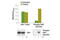Checkpoint Kinase 1 antibody, 67625C, Cell Signaling Technology, Enzyme Linked Immunosorbent Assay image 