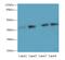 Actin Like 8 antibody, A57982-100, Epigentek, Western Blot image 