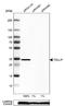 Toll Interacting Protein antibody, NBP1-81596, Novus Biologicals, Western Blot image 