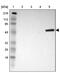 SH2 Domain Containing 4A antibody, PA5-51661, Invitrogen Antibodies, Western Blot image 