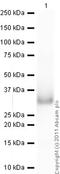 BCL10 Immune Signaling Adaptor antibody, ab33905, Abcam, Western Blot image 