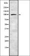 Synuclein Alpha Interacting Protein antibody, orb337415, Biorbyt, Western Blot image 
