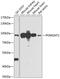 Protein O-Linked Mannose N-Acetylglucosaminyltransferase 1 (Beta 1,2-) antibody, 23-956, ProSci, Western Blot image 
