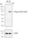 Signal Transducer And Activator Of Transcription 4 antibody, AF4319, R&D Systems, Western Blot image 