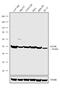 Glucagon Receptor antibody, 702602, Invitrogen Antibodies, Western Blot image 