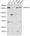 DNA Methyltransferase 3 Alpha antibody, 22-271, ProSci, Western Blot image 