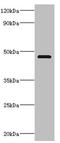 TEA Domain Transcription Factor 1 antibody, orb353526, Biorbyt, Western Blot image 