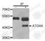 Autophagy Related 4A Cysteine Peptidase antibody, A2598, ABclonal Technology, Immunoprecipitation image 