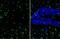Interleukin 1 Beta antibody, GTX74034, GeneTex, Immunohistochemistry frozen image 