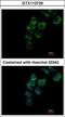 Transferrin antibody, GTX112729, GeneTex, Immunocytochemistry image 