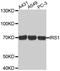 Insulin Receptor Substrate 1 antibody, MBS126356, MyBioSource, Western Blot image 