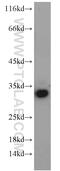 G Protein-Coupled Receptor 35 antibody, 55248-1-AP, Proteintech Group, Western Blot image 