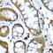SECIS Binding Protein 2 antibody, 22-448, ProSci, Immunohistochemistry frozen image 
