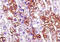 Hypocretin Receptor 1 antibody, 251466, Abbiotec, Immunohistochemistry paraffin image 